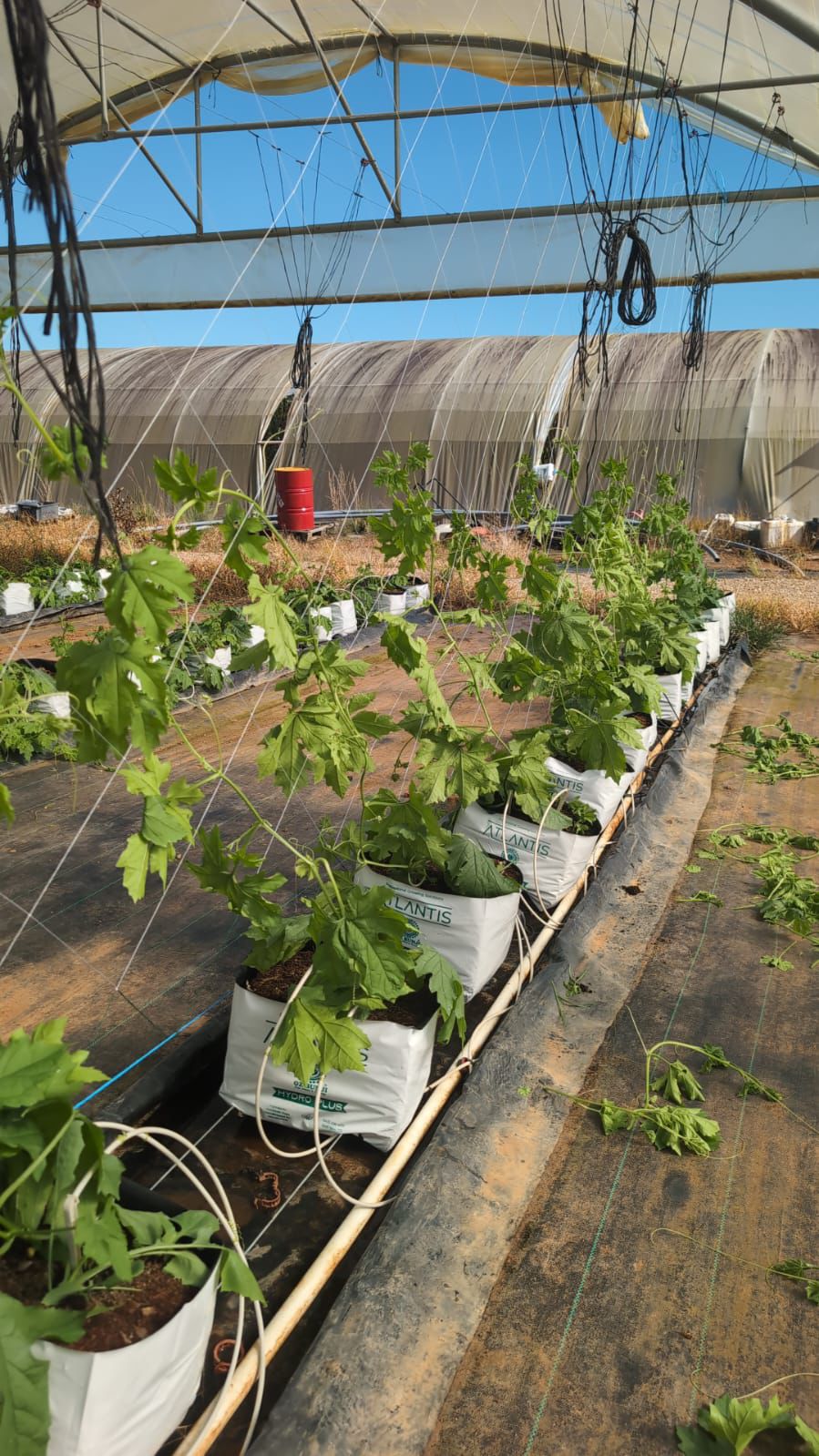 Vegetable Climbing Net