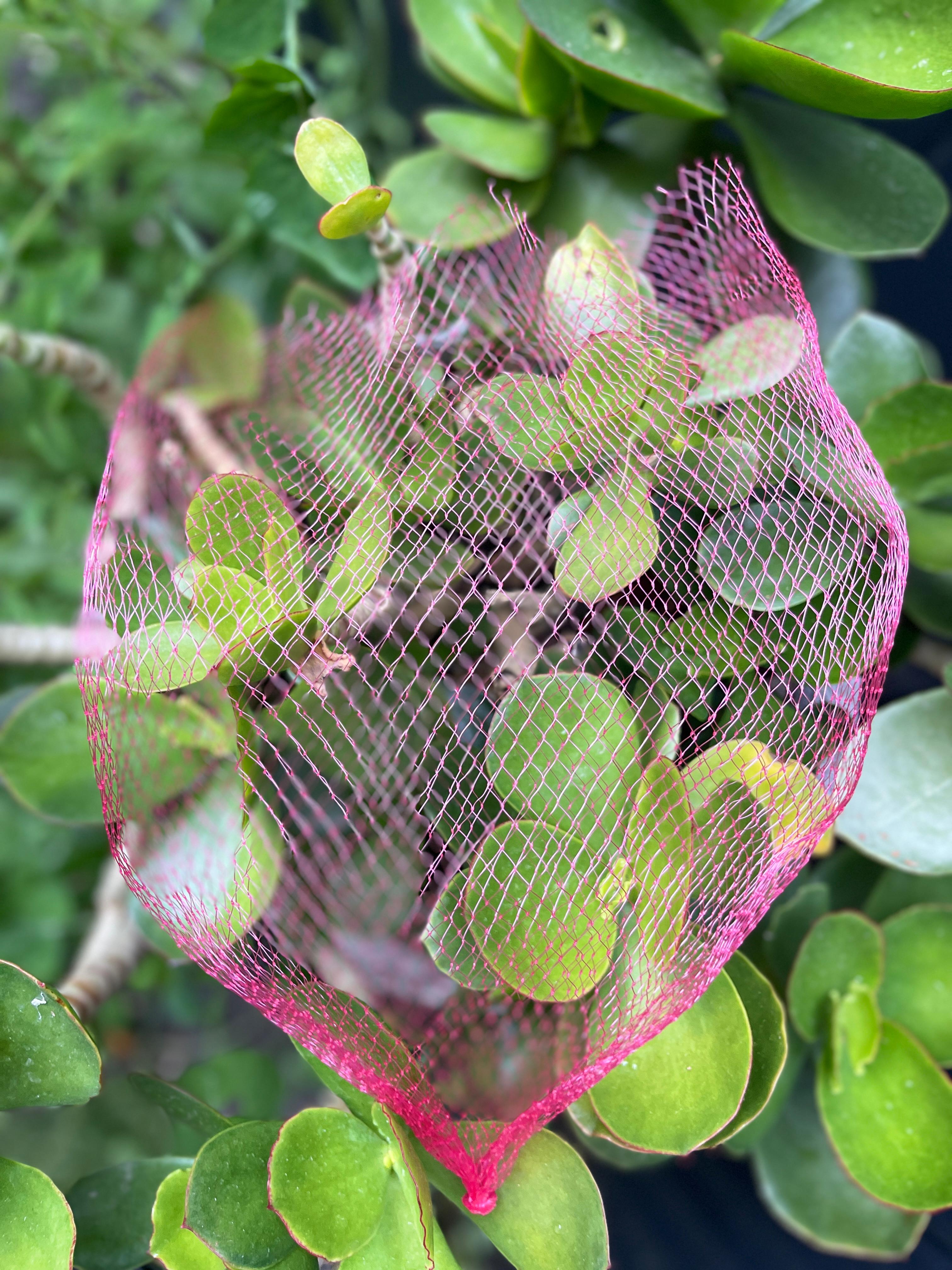 Mesh Bags - 1000 Pieces