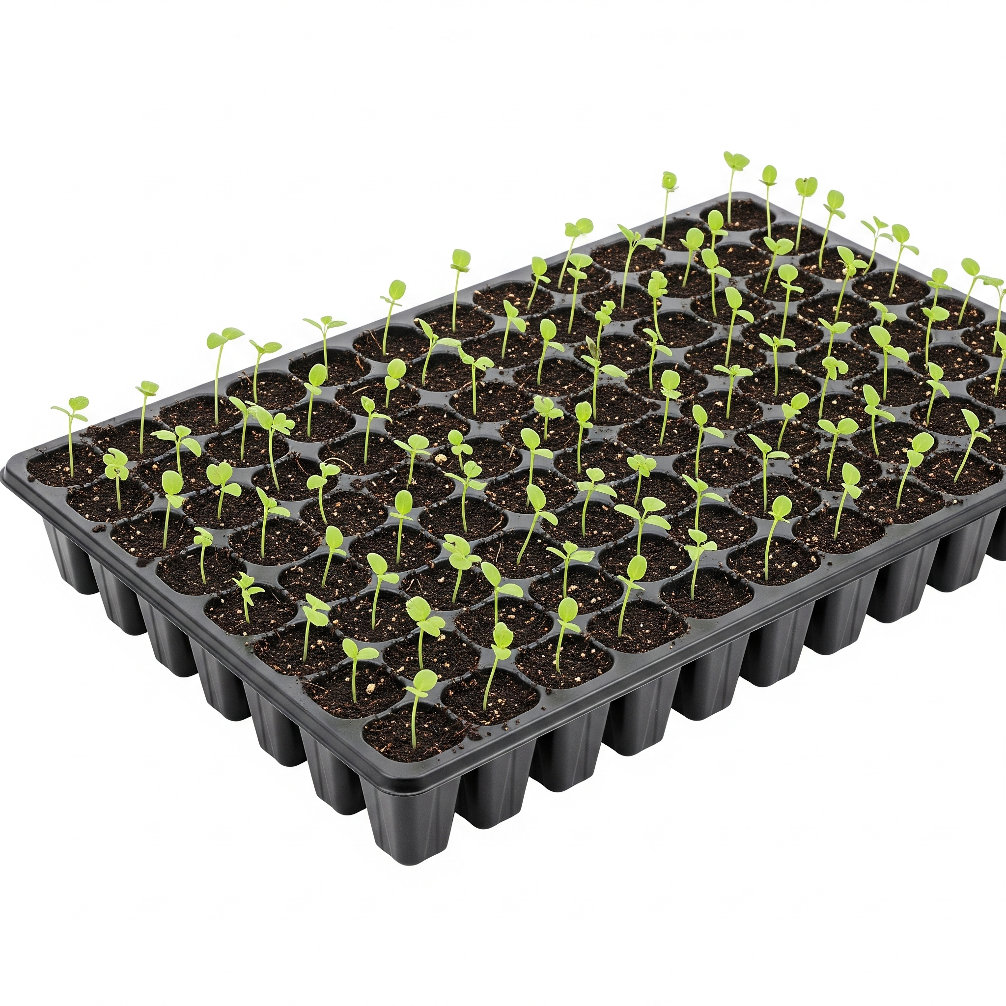 Seedling trays - 200 Cells 2